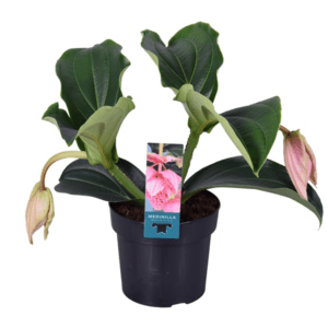 Мединилла MAGNIFICA 17/55