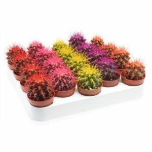 Кактус GRUSONI RAINBOW MIX 5/10