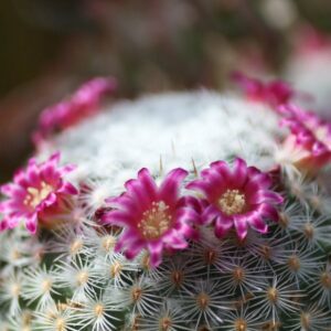 Кактус MAMMILLARIA MIX 5/10