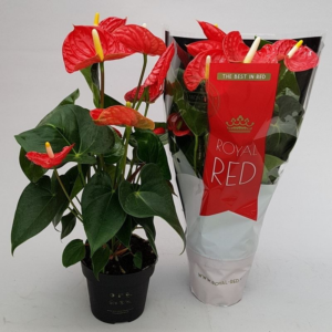 Антуриум MADURAL ROYAL RED 14/60