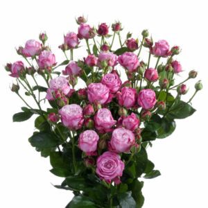 Роза Tr Lady Bombastic 60