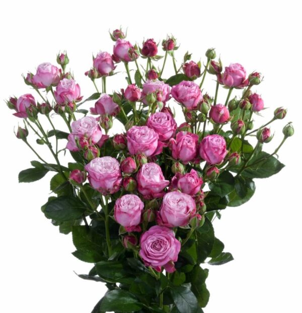 Роза Tr Lady Bombastic 60