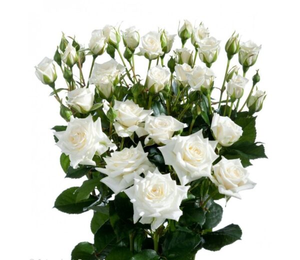 Роза Tr Snowflake 60