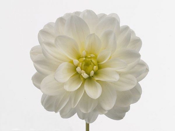 Dahlia merckii