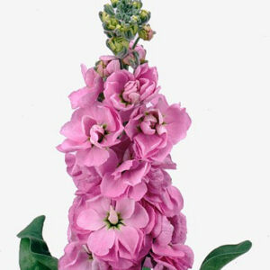 Маттиола Centum Pink
