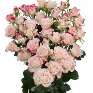 Роза Tr Reflex 70