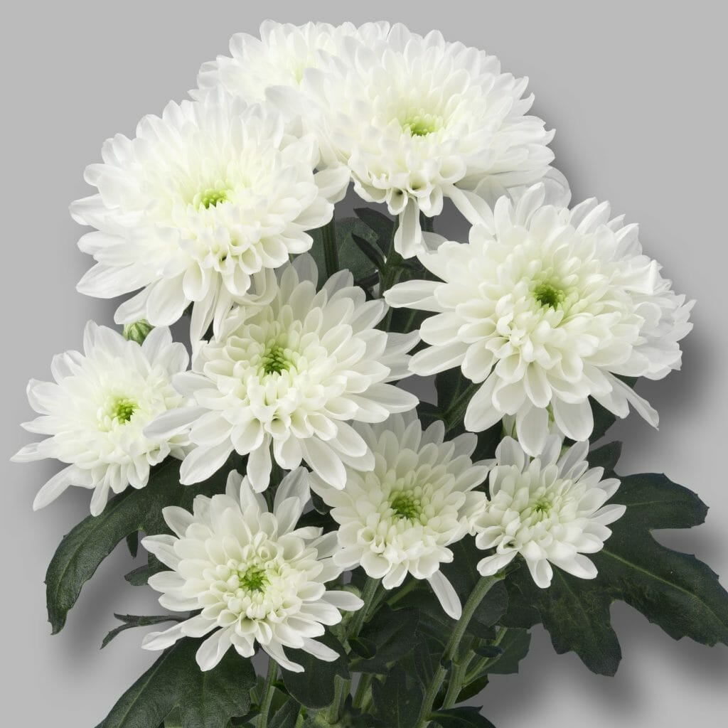хризантема кустовая оптимист фото
