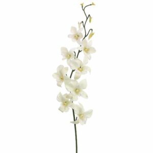 Дендробиум Big White (Madame Pompadour)