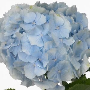Гидрангея Verena Blue 60