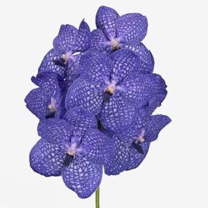 Ванда Blue Magic