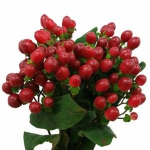 Гиперикум True Romance XXL 60