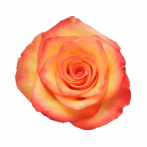HIGH & MAGIC 40 OLIMPO FLOWERS