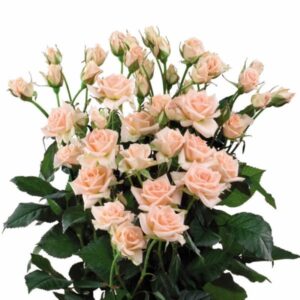 Роза Tr Sweet Sara 60