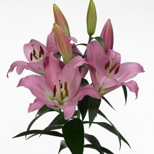 Лилия Россия Розовая