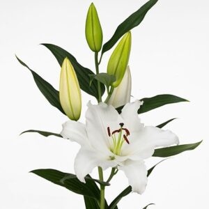 Лилия Ot Tisento