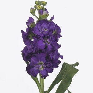 Маттиола Iron Purple