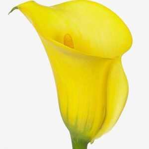 Калла Gold Medal