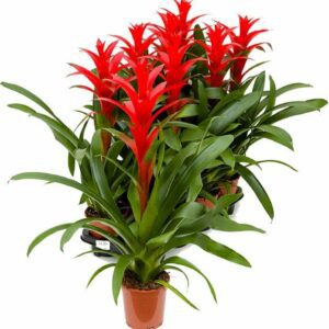 Гузмания AMORETTO 13/65