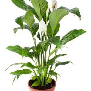 Спацифиллум SWEET CHICO 13/55