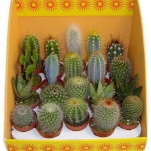Кактус SHOWBOX MIX 5/10