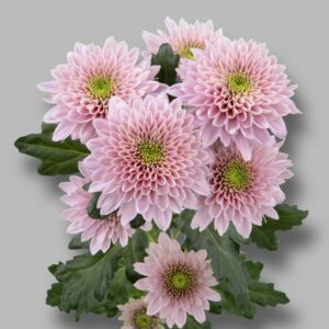 Хриз. Tr Sorbet Berry