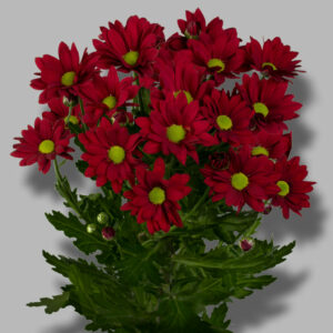 Хриз. Tr Ruby Star