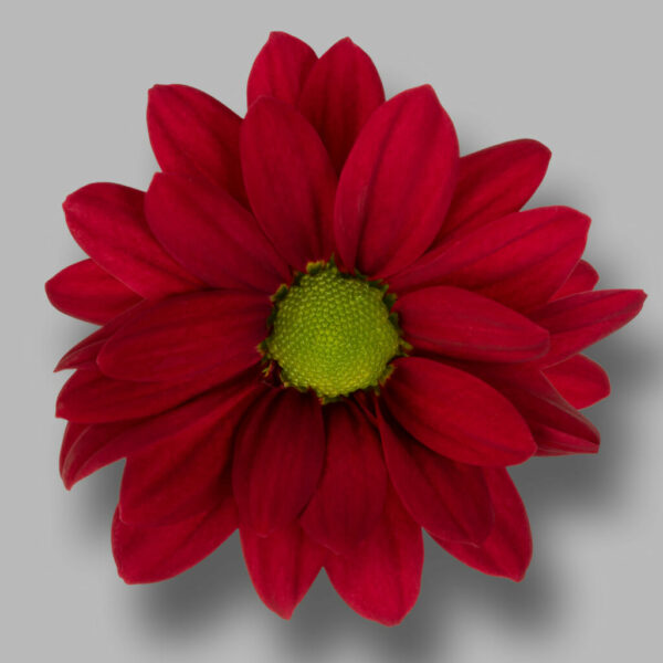 Хриз. Tr Ruby Star