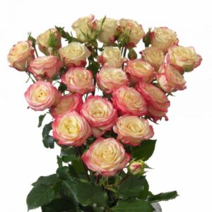 Роза Tr Candelicious 60