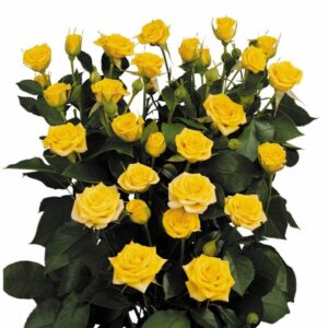 Роза Tr Yellow Babe 60