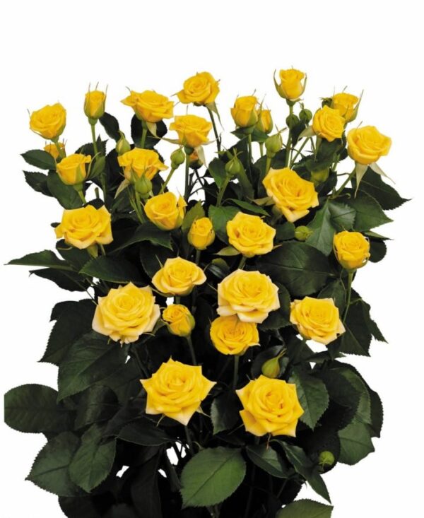Роза Tr Yellow Babe 60