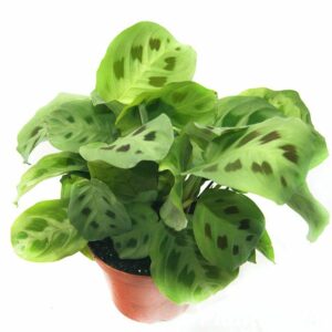 Маранта KERCHOVEANA 12/25