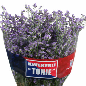 Лимониум Maine Blue