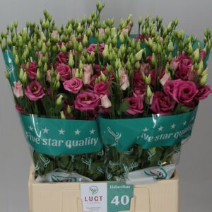 Лизиантус G Rosita Rose Pink