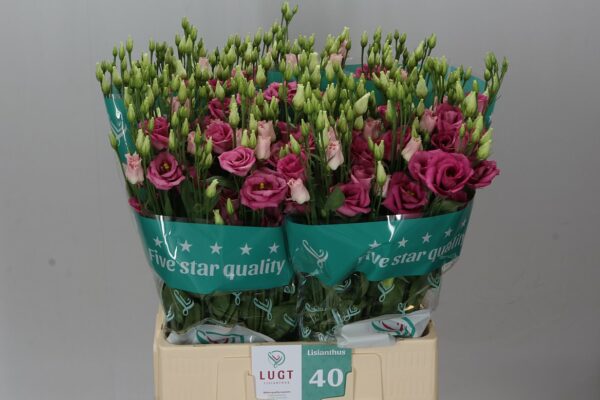 Лизиантус G Rosita Rose Pink