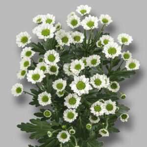 Хриз. Sant Madiba Lindi White