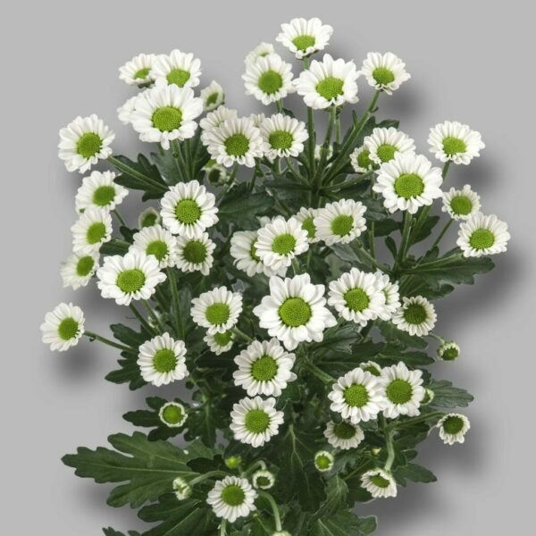 Хриз. Sant Madiba Lindi White