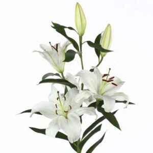 Лилия Or Santander