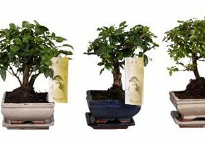 Бонсай MIX 15/30