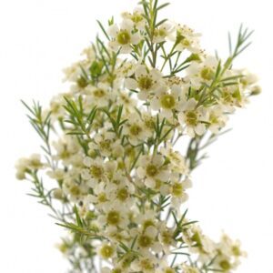 Хамеликум Dancing Queen White