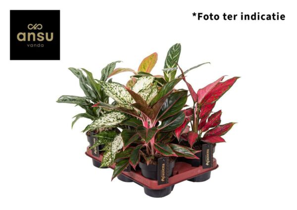 aglaonema miks ot ansu 1