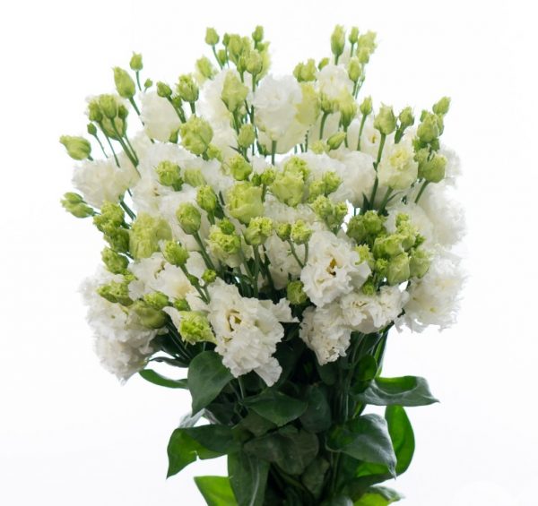 alissa pure white 1