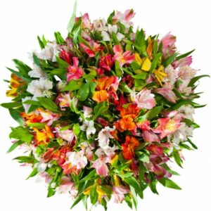 Альстромерия ZARINA PREMIUM MIX 80