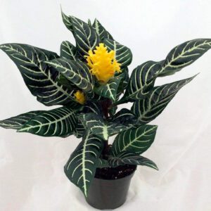 Афеляндра DANIA 13/35