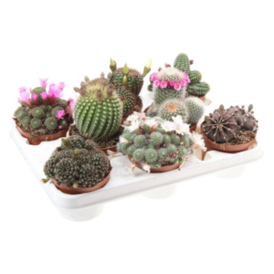 Кактус MAMMILLARIA GEM 11/15