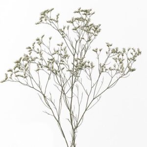 Лимониум Sin White Lace