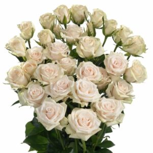 Роза Tr Royal Porcelina 60