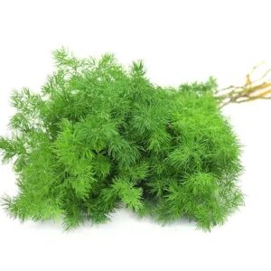 Аспарагус Umbellatus