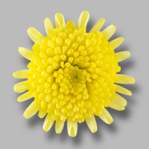 Хриз. Tr Stallion Yellow