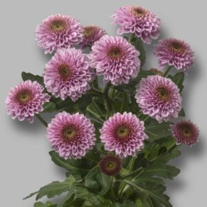 Хриз. Sant Doria Pink