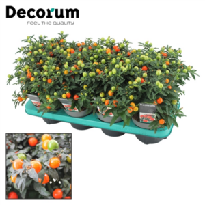 Соланум PSEUDOCAPSICUM 12/30